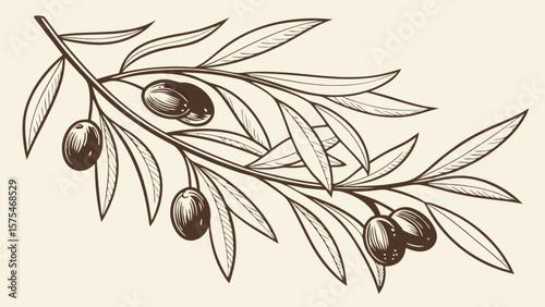 Olive branch vector illustration, olive tree branch with leaves and olives for graphic design, art, decor