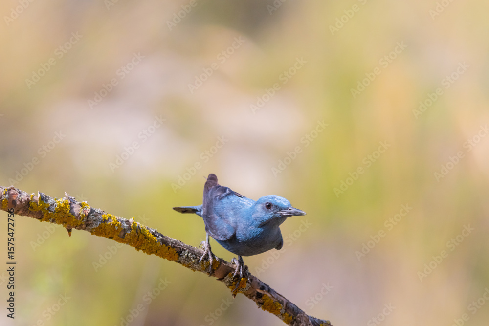 Obraz premium Bird male blue rock thrush, Monticola solitarius