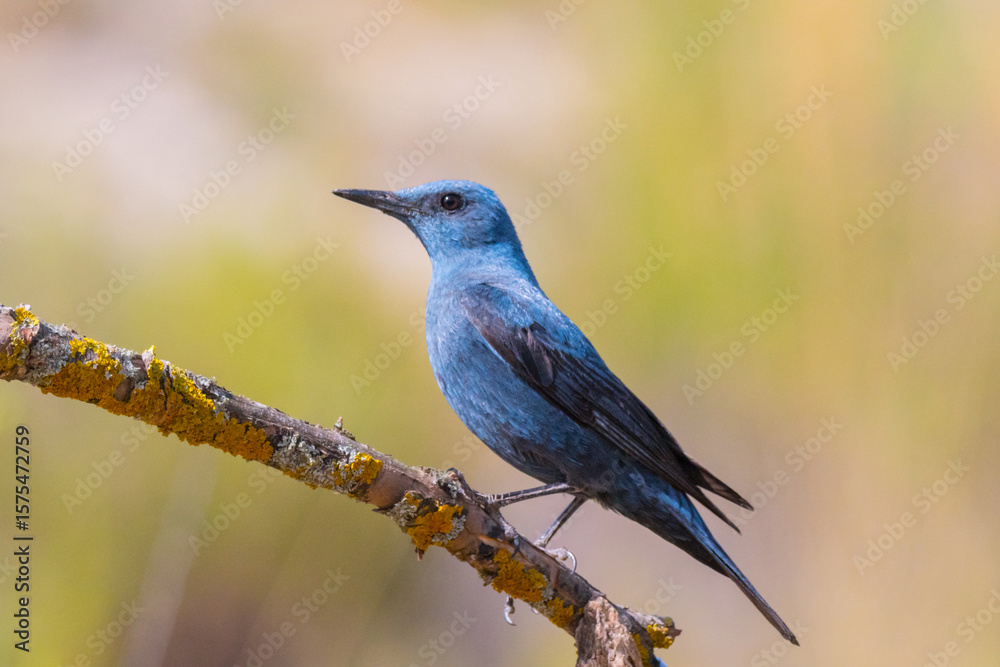 Bird male blue rock thrush, Monticola solitarius Bird male blue rock thrush, Monticola solitarius