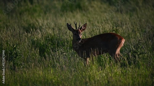 Wild Deer Standing Still in Grassy Meadow at Golden Hour