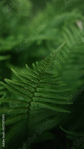 Close-Up of Fern Leaf in Lush Green Understory
