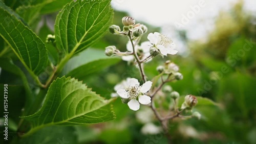 Rubus fruticosus - Blackberry Flower Blossom Among Lush Green Leaves