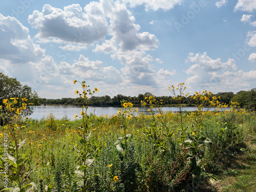 Fotografie Yellow Wildflowers Along the Water’s Edge