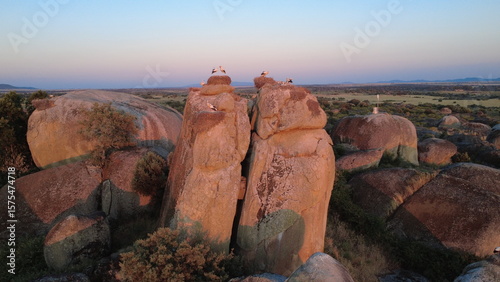 White storks nesting on granite boulders at sunset time.