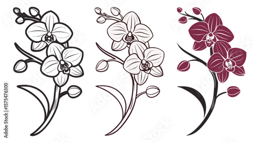 Orchid flower drawing botanical illustration floral design element vector art line art outline monochrome burgundy 100
