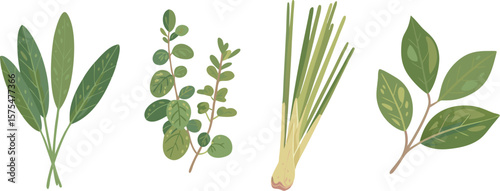 Assorted Fresh Herbs Illustration Sage, Oregano, Lemongrass, and Bay Leaf Sprigs on White
