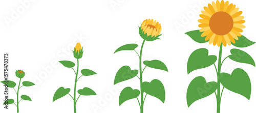 Sunflower Growth Stages Cartoon Illustration of Sprout, Bud, and Bloom Cycle on White Background