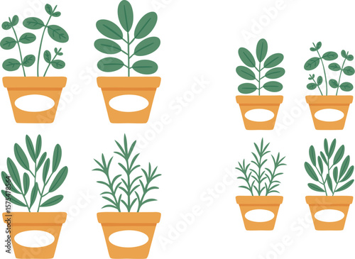 Various Indoor Herb Plants in Orange Pots of Different Sizes, Isolated on White Background
