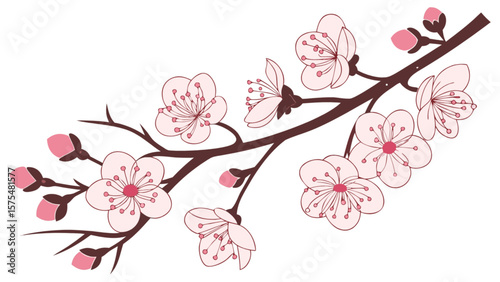 Cherry blossom branch vector illustration spring flower design floral art sakura bloom japanese tree drawing 100