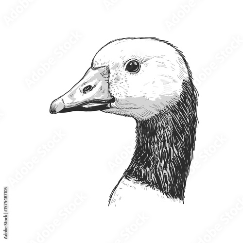 Hand Drawn Cod Fish Illustration, Detailed Engraved Style Atlantic Cod Vector Artwork
