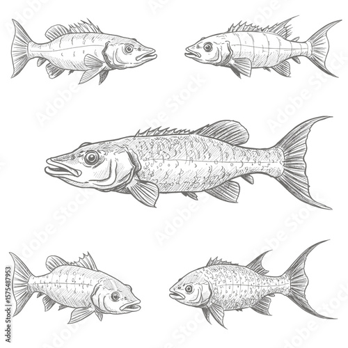 Various fish species display intricate scales in detailed line drawings on a clean white background. The collection highlights marine biology illustrations for educational and artistic purposes.