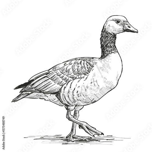 A detailed pencil sketch of a goose walking across a smooth surface. The goose's feathers and posture are intricately drawn, highlighting a realistic wildlife nature scene.