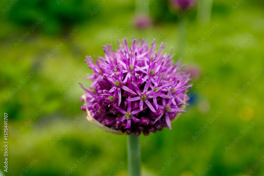 Obraz premium Close-Up of Allium Giganteum Flowerhead – Vibrant Purple Ornamental Onion Bloom in Garden with Soft Green Background, Perfect for Landscaping and Pollinator-Friendly Gardens