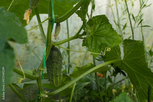 Fresh Cucumbers Growing on Vine – Green Cucumber Plant with Large Leaves and Yellow Flowers for publication, poster, calendar, post, screensaver, wallpaper, cover, website. High quality photography