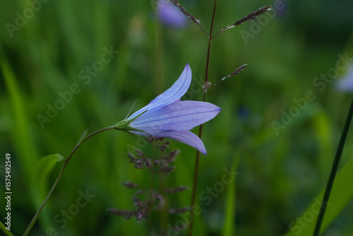 Harebell (Campanula rotundifolia) Wildflower with Delicate Blue-Violet Bell-Shaped Blossoms in a Green Meadow – Close-up Macro Nature Photo of Field Flowers in Summer
