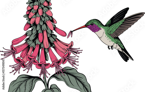 Illustrated Rufous Hummingbird Feeding on Pink Fuchsia Flower Blooms and Green Foliage