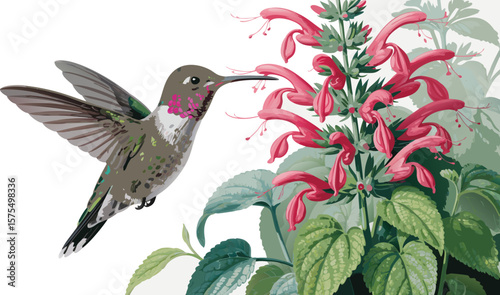 Illustration of a Hummingbird Feeding on Red Salvia Flowers Against White Background