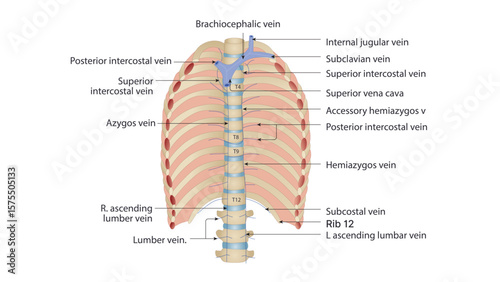 This image illustrates the venous drainage of the thoracic wall, focusing on the azygos venous system.