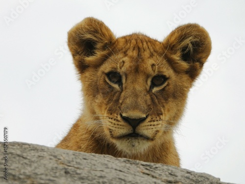 lion cub in the serengeti national park