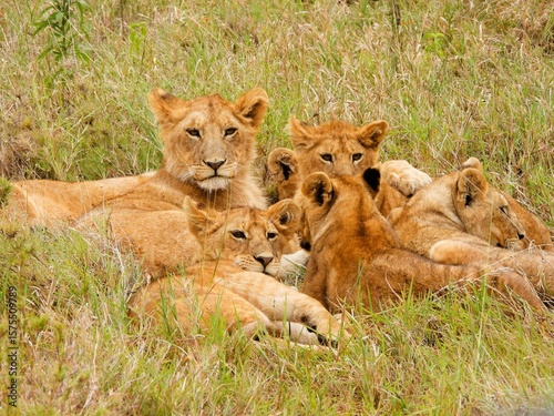 lions in the serengeti national park