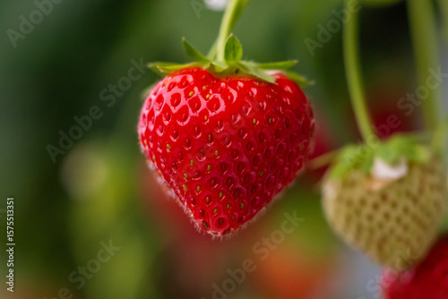strawberries in the garden