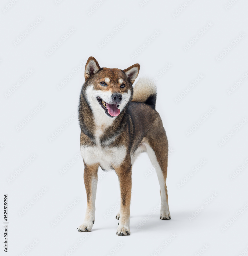 Obraz premium Happy Shiba Inu dog on white background
