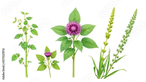 High-quality botanical illustration of nettle, burdock, and horsetail plants on a white background, fresh and natural style, ideal for beauty product packaging.