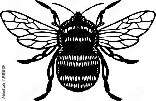 illustration of a Honey Bee