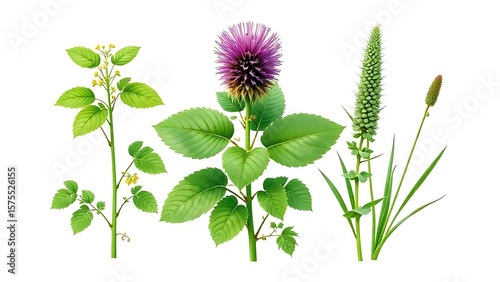 High-quality botanical illustration of nettle, burdock, and horsetail plants on a white background, fresh and natural style, ideal for beauty product packaging.