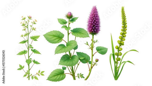 High-quality botanical illustration of nettle, burdock, and horsetail plants on a white background, fresh and natural style, ideal for beauty product packaging.