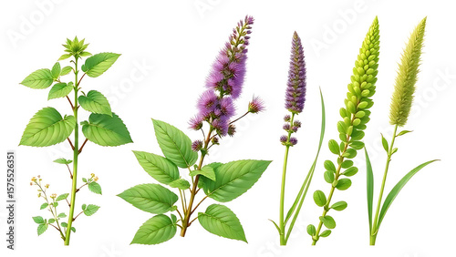 High-quality botanical illustration of nettle, burdock, and horsetail plants on a white background, fresh and natural style, ideal for beauty product packaging.