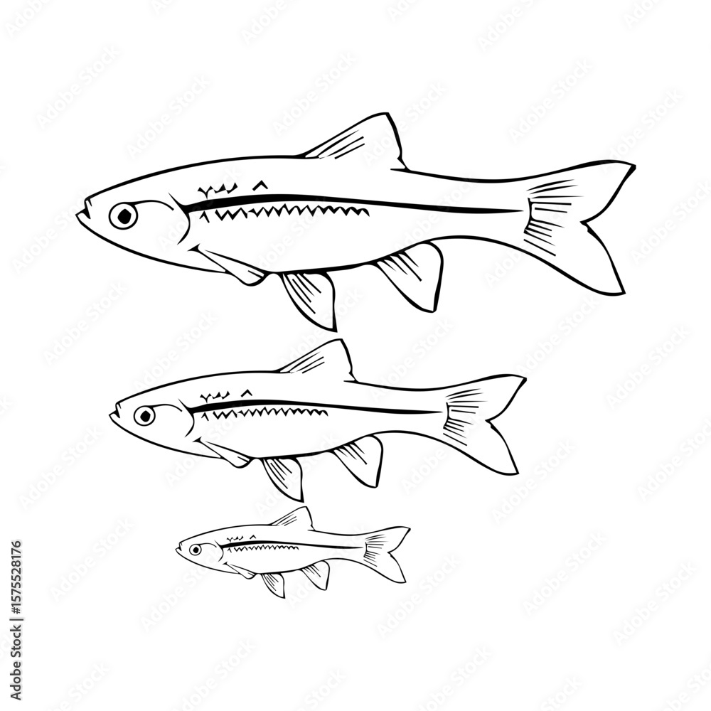 Fototapeta premium wader, seluang, barbodes binotatus