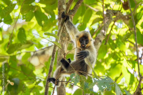 Wallpaper Mural Southern Yellow-cheeked Crested Gibbon - Nomascus gabriellae, beautiful brown gibbon monkey from canopy of tropical forests in Southeast Asia, Vietnam. Torontodigital.ca