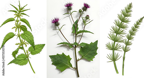 High-quality botanical illustration of nettle, burdock, and horsetail plants on a white background, fresh and natural style, ideal for beauty product packaging.