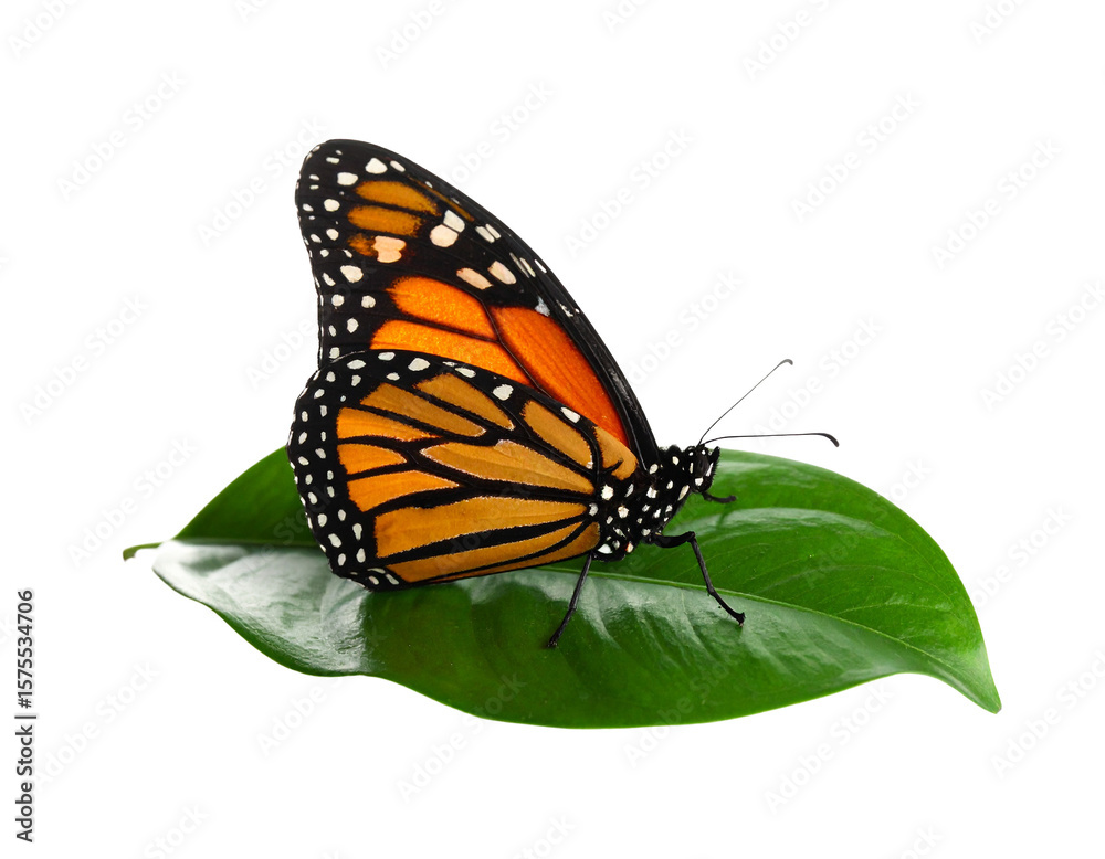 Fototapeta premium Butterfly on Green Leaf Isolated on White Background