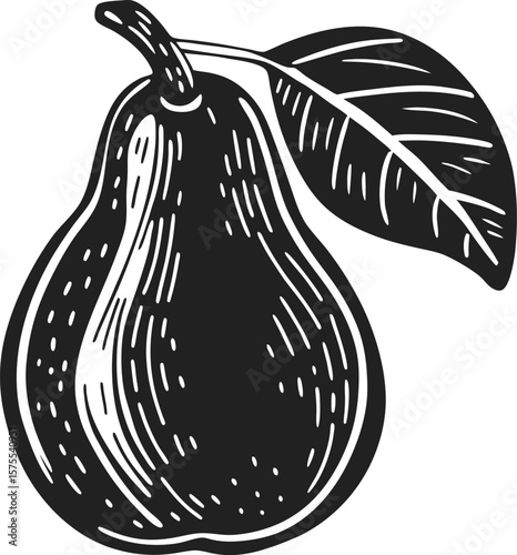 Hand drawn sketch of ripe pear fruit with leaf, black and white engraving illustration vintage botanical isolated design