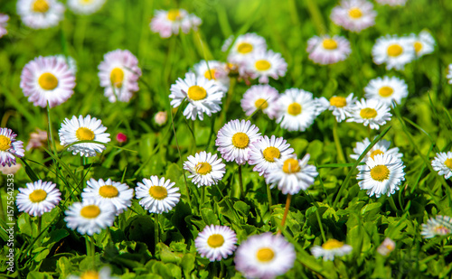 Fototapeta Naklejka Na Ścianę i Meble -  White small daisies blooming on grass background
