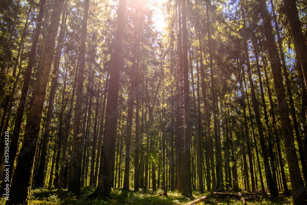 Obraz premium Pine forest at sunrise panorama 