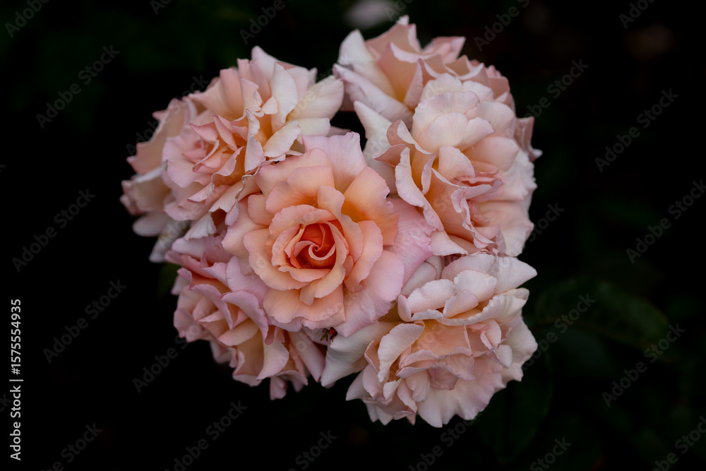 Fototapeta premium Close-up of red rose with water droplets on petals, showcasing nature's beauty. A fresh blooming flower, perfect for romantic, floral designs, gifts, and celebration themes