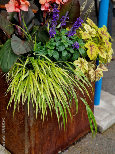 rust spots on the flower pots at outdoor restaurant. tables on promenade. perennials with red leaves go well with brown pot. a dark leaf of ornamental grass hangs over the edge, rope