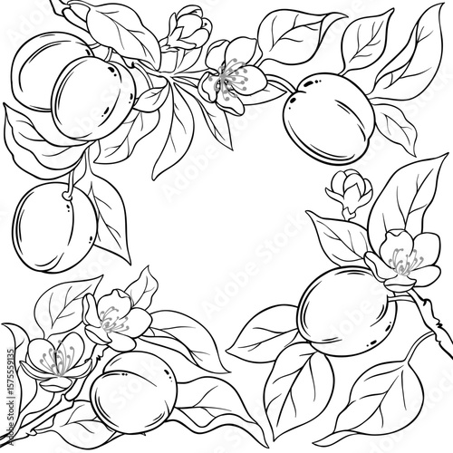 Apricot Branch with Flowers, Fruits and Leaves Outline Frame. Organic natural nutritional healthy food ingredient, vegetarian diet product. Vector isolated for design or decoration.