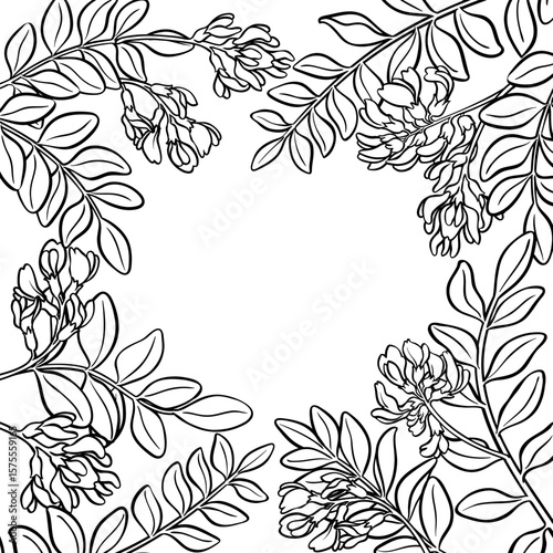 Astragalus Branch with Flowers and Leaves Outline Frame. Vector isolated for design or decoration.