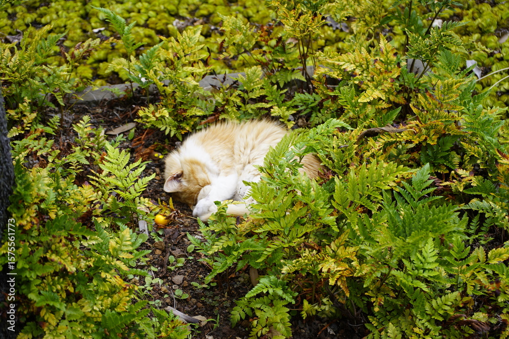 Fototapeta premium Sleeping cat in the Botanical Garden of Funchal, Madeira – Portugal.
