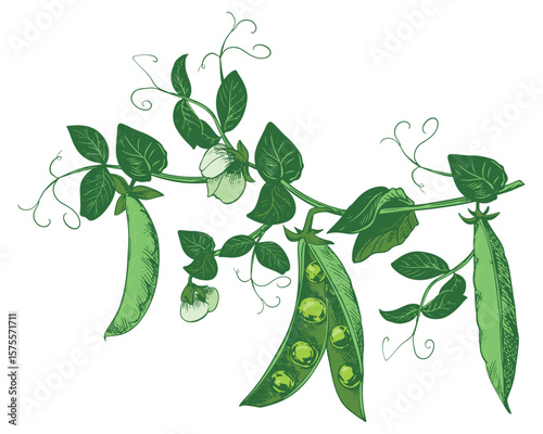 Branch with green pea pods, leaves, flowers and tendrils. Vector ripe bean pod, seeds visible. Imitation of color engraving technique. Useful legume crop. Peas are hand-drawn with ink and brush.