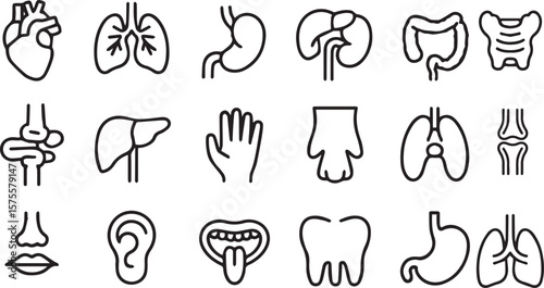 Medical organs line icon set. Vector pictograms of anatomy, body parts, kidney, bladder, pancreas, intestine, thyroid, pelvis, skeleton, joint, hand, nose, mouth, tongue, thin linear