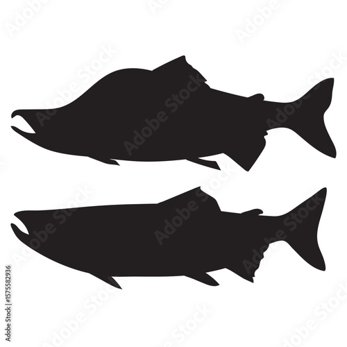 Salmon fish, seafood, sketch. Vintage retro print, seafood salmon fish sketch, sea life vector Illustration
