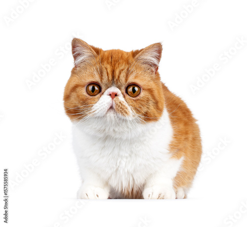 Exotic shorthair cat laying down facing front. Looking to camera. Isolated on a white background