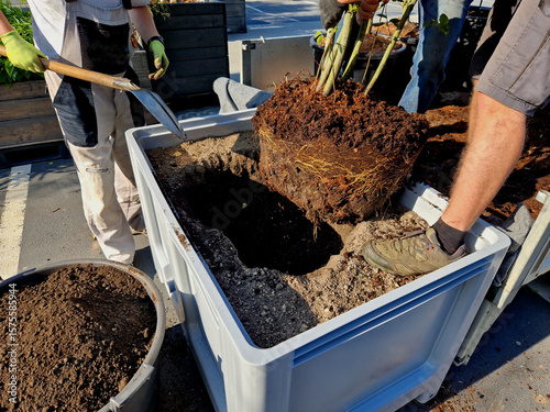 Photography planting bushes in flower pots and transporting them by pallet truck to the designated place
