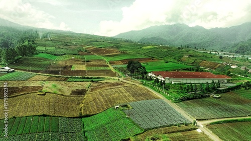 Beautiful view of aerial nature green lush rice fields