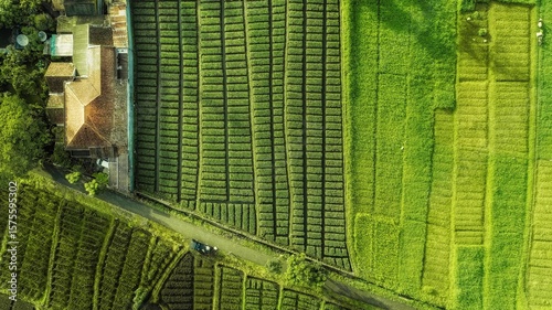 Beautiful landscape of aerial nature green lush rice fields